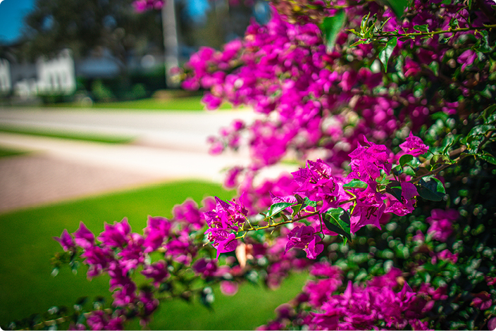 bougainvillia in bloom