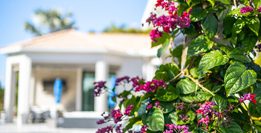 bougainvillea