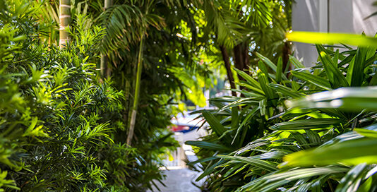 Lush pathway